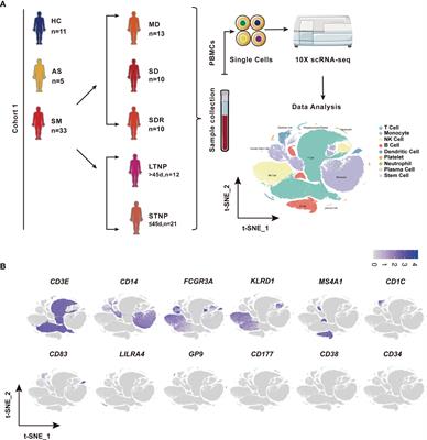 Identification of Distinct Immune Cell Subsets Associated With Asymptomatic Infection, Disease Severity, and Viral Persistence in COVID-19 Patients